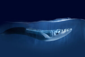 Blue Whale